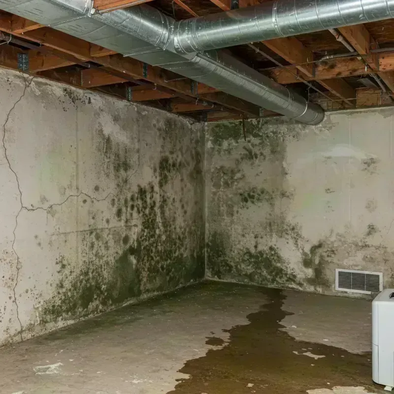 Professional Mold Removal in Streator, IL